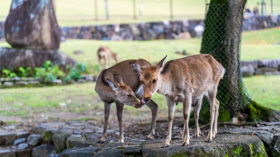 Az állatokkal való kommunikáció jelentése