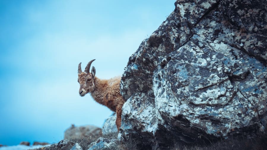 Stenbocken stjärntecken och dess kraft
