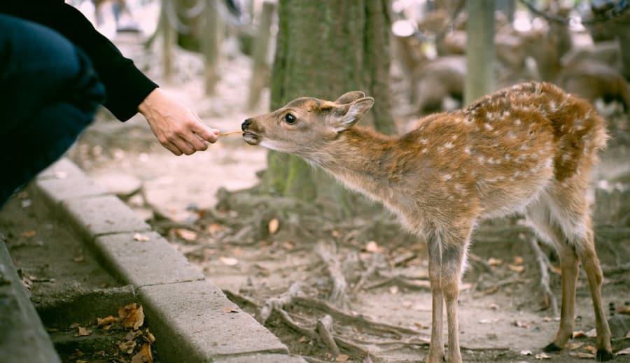 Az állatok érzékelése az emberi energiákra