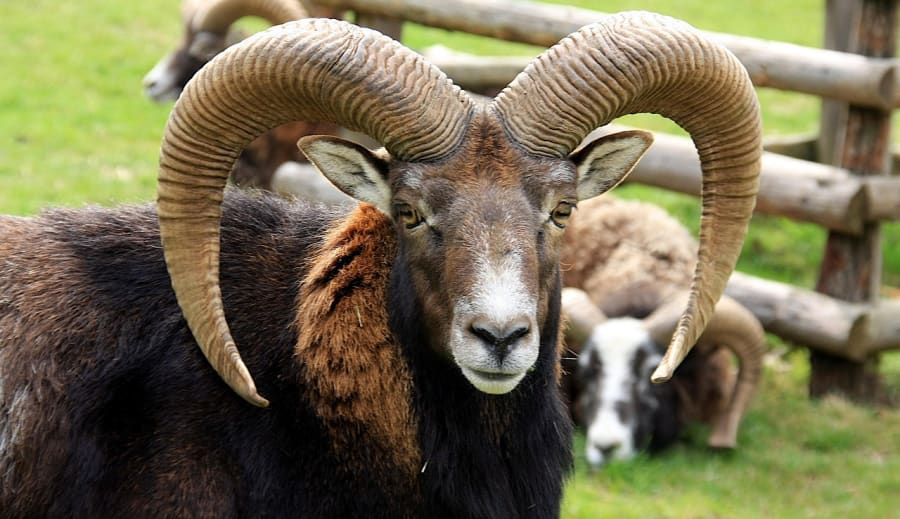 Milyen a KOS jegyű gyermek az iskolában ha rosszalkodik