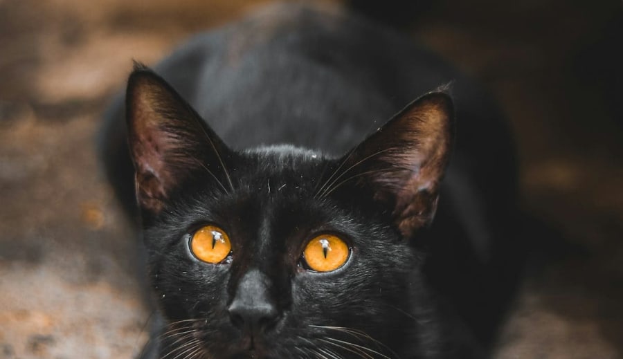 Den svarte kattens hemmelige lys