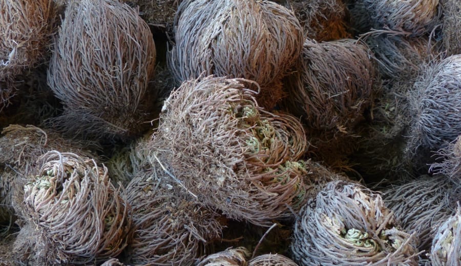 Jerikorosen, et lukket minne