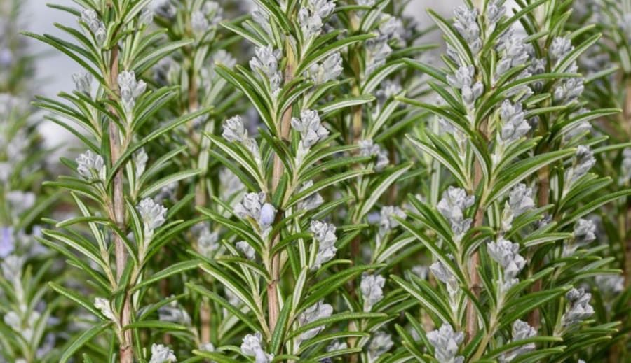 Rosmarin og åndeverden