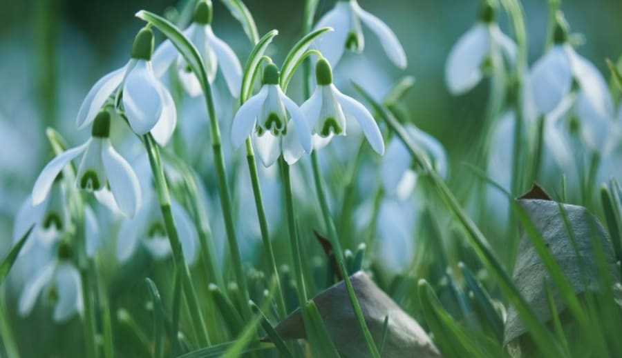 Alvene og snøklokken