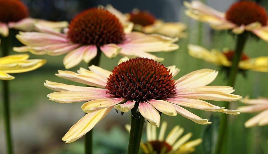 Most medzi alternatívnou a modernou medicínou