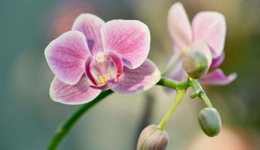 Medzi mýtom a realitou ktoré pretrvalo stáročia