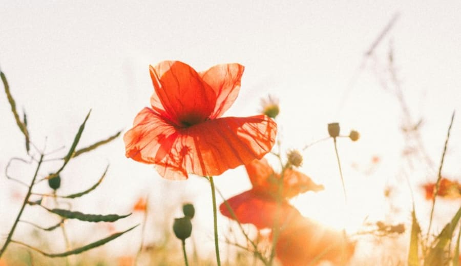 Hľadanie rovnováhy medzi telom, mysľou a prírodou