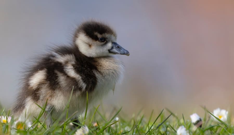 Astrológia: Tajomstvo hviezd a nášho osudu