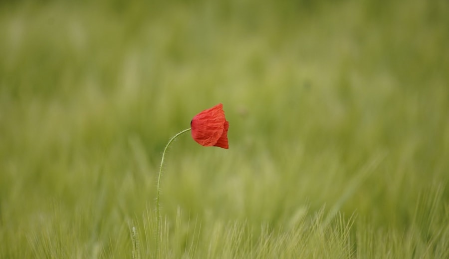 Starodávne legendy a sväté pravdy.