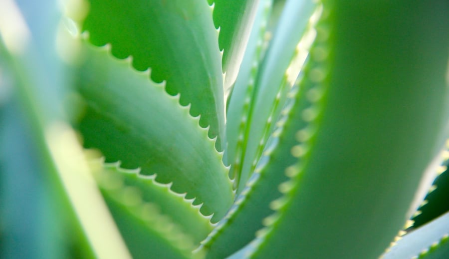 Aloe vera