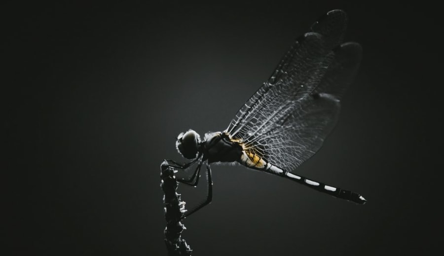 Co nám vzkazují vážky