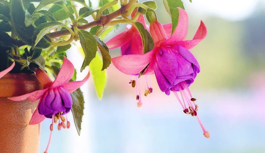 Lektvar bohyně Freyji