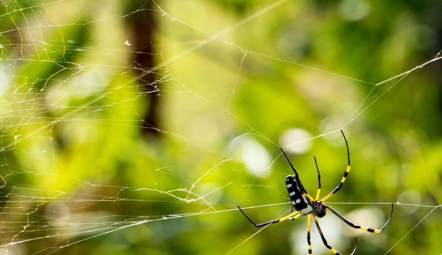 Magická síla přírody
