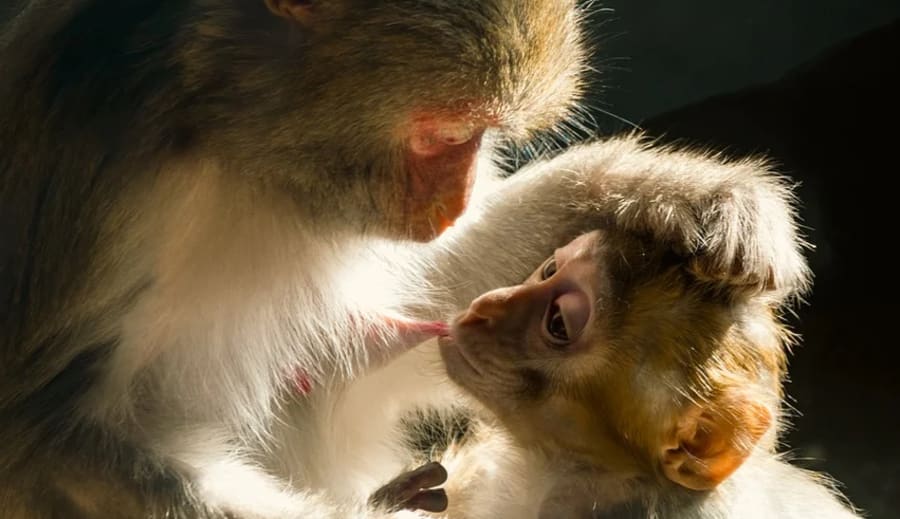 Mateřská dovolená