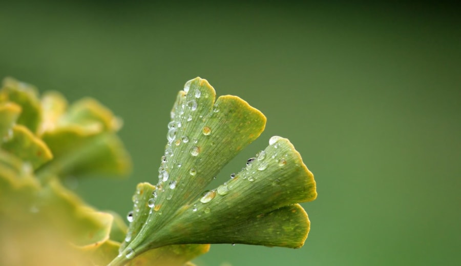 Rozchodnice růžová