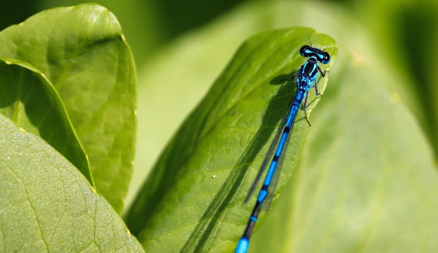 Význam vážky V přírodě