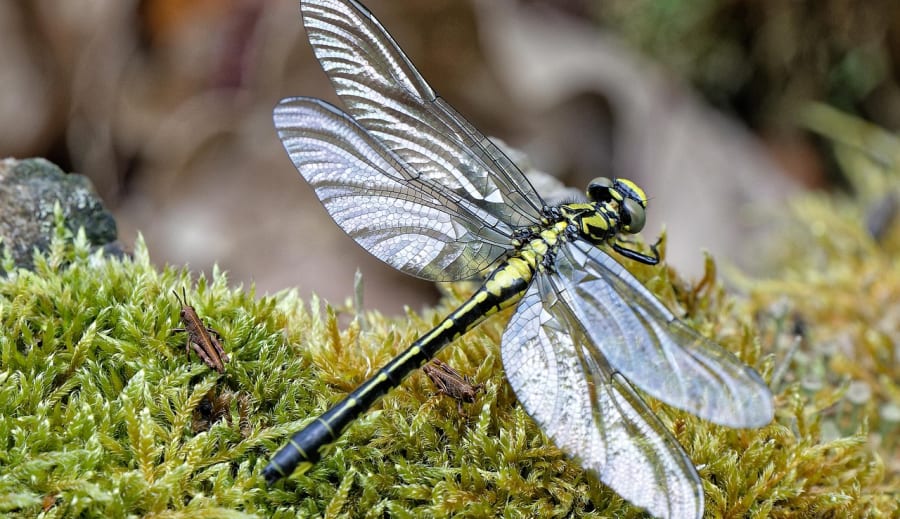 Zajímavosti o vážkách
