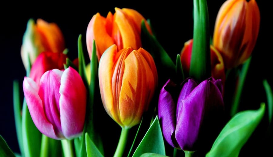 Förändringens Heliga Skifte