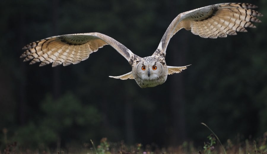 Djurens budskap i våra drömmar