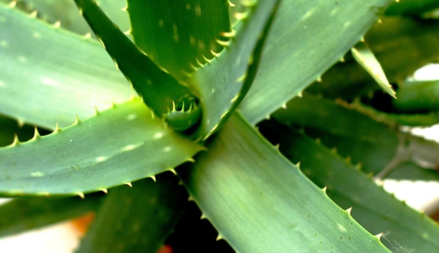 Aloe vera, en gåva från jorden