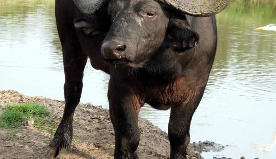 Buffelns personlighet