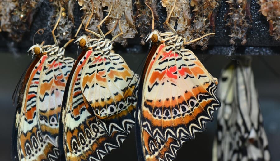 Naturen lär oss att förändras