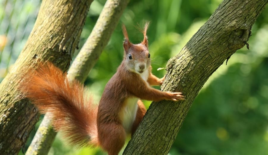 Dagens kraftdjur – Ekorren