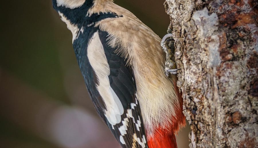 Dagens kraftdjur – Hackspett