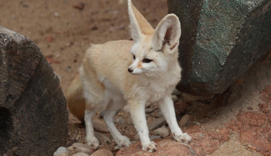 Dagens kraftdjur – Ökenräven