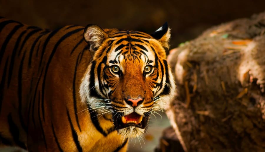 Dagens kraftdjur – Tiger