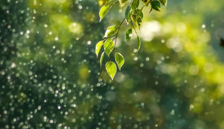 Från rutin till ren glädje för Lejon och Jungfru