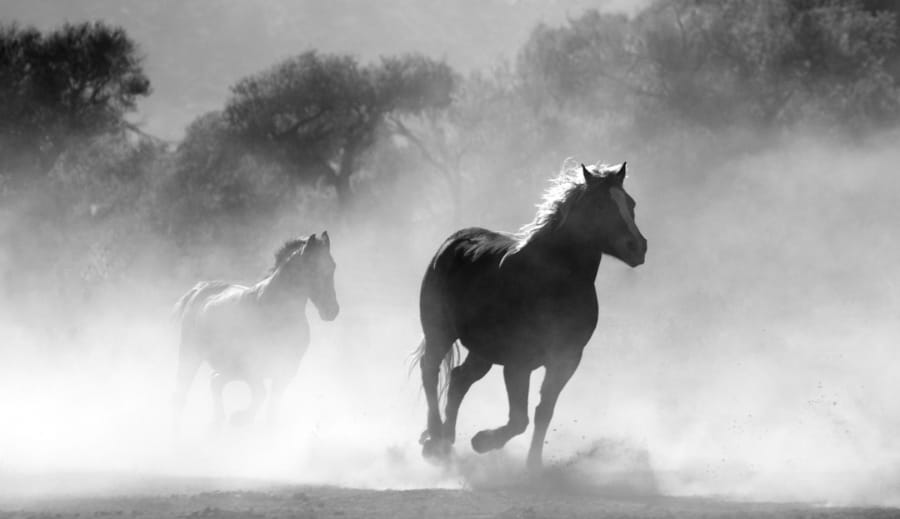 Kräftens språng: En resa genom nystartens vibration 2026