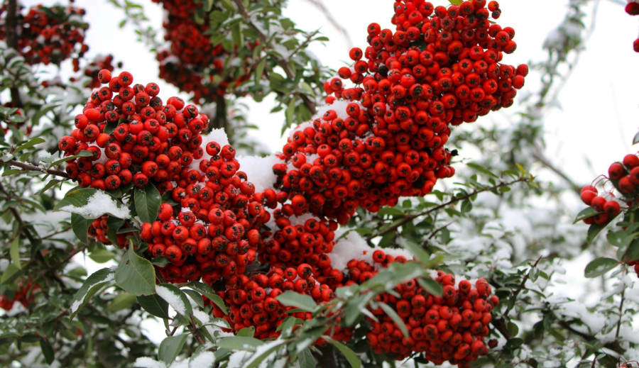 Förutspå vinterväder