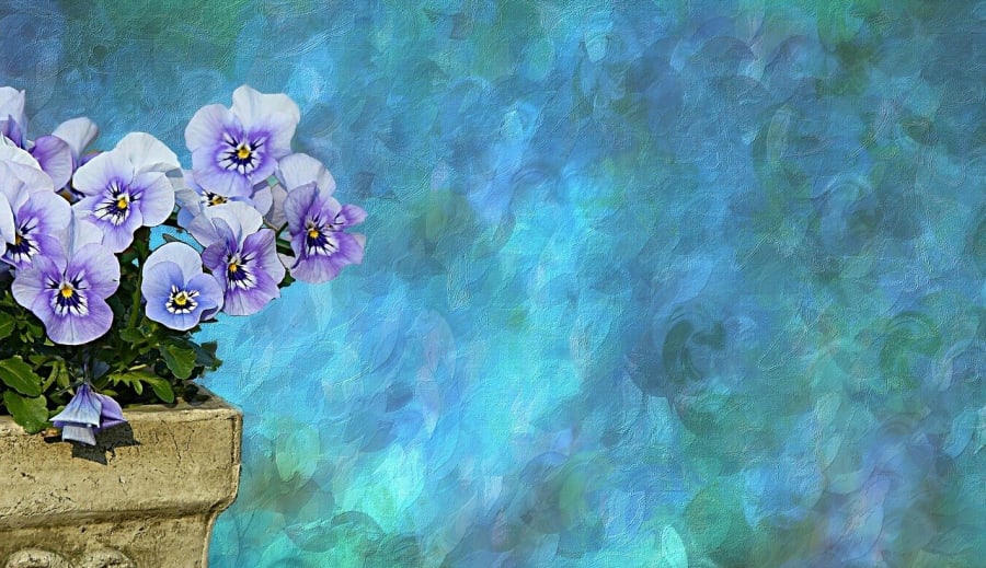 Violen – själens tysta blomma