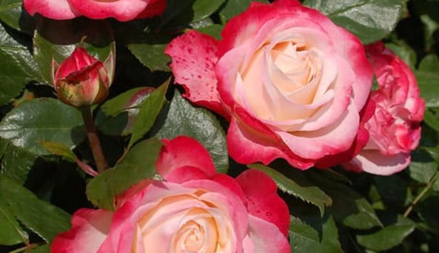 A rózsa, a virágok királynője!