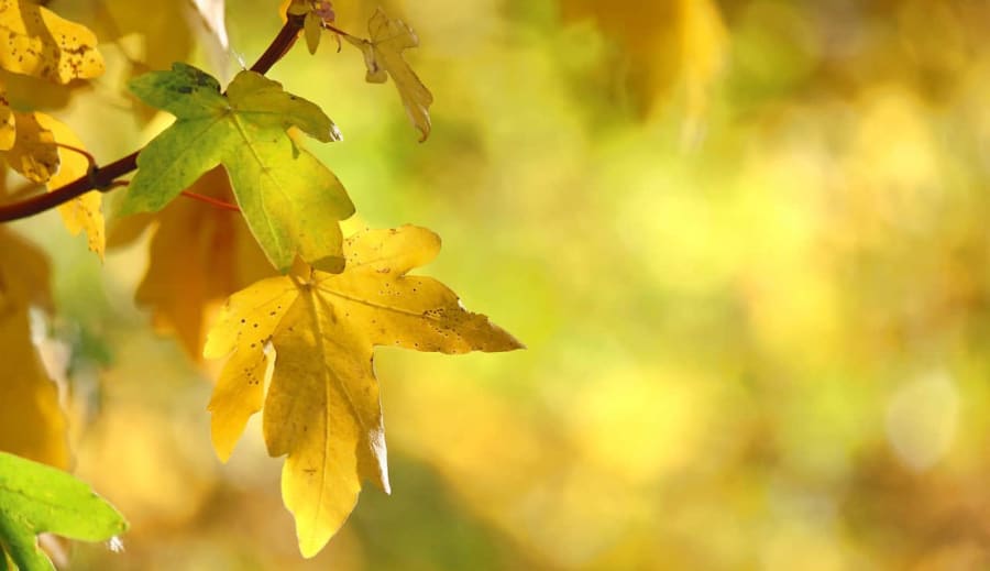 Anyagi javak és Isteni energia