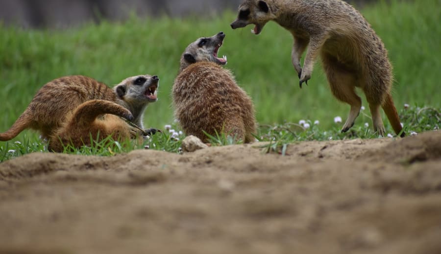 Ártó szándékok szülő és gyermek kapcsolatban : tudatos ártó szándékok 2. Érzelmi bántás