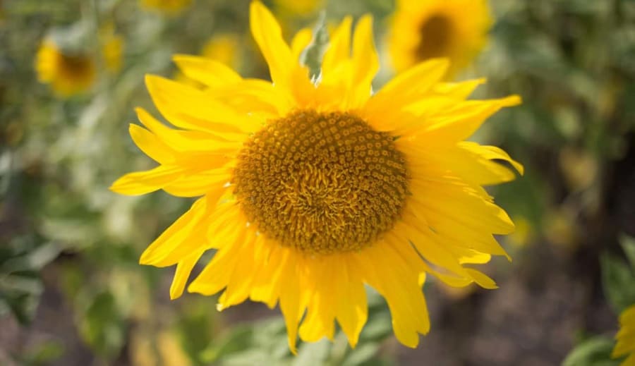 Augusztus, a nyár édes lezárása