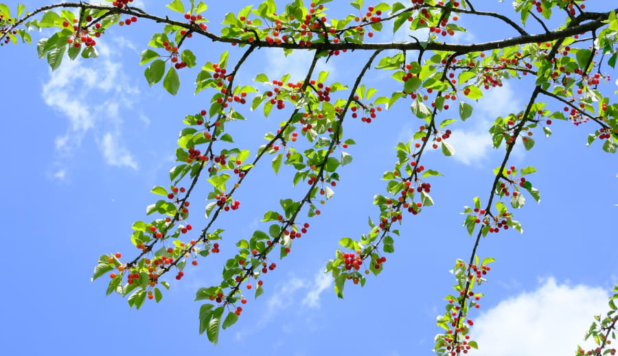 Az igazi bőség II. rész