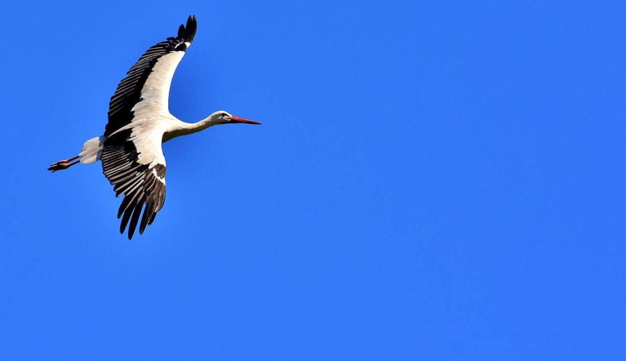 Gólyák elköltözése: A nagy utazás