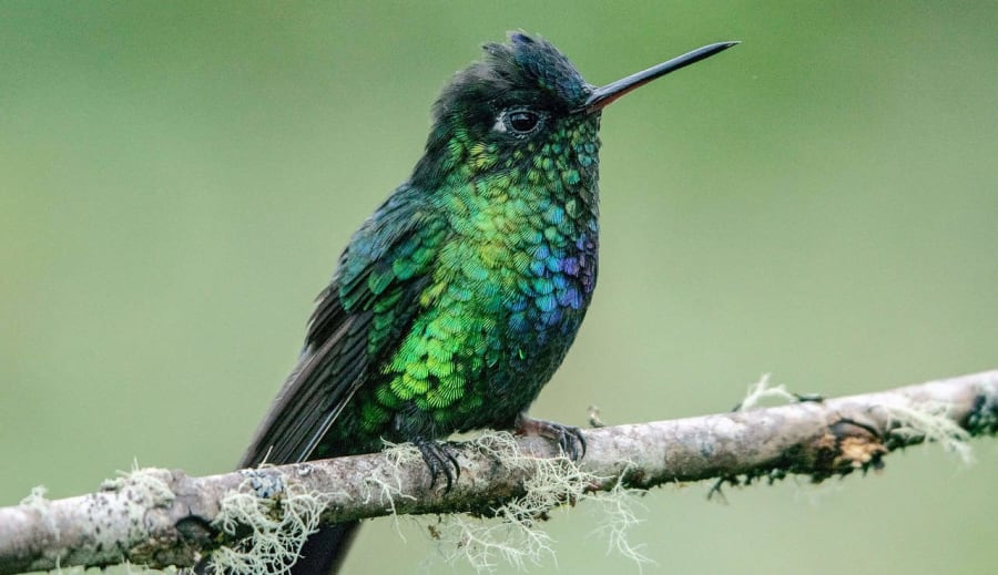 Kolibri: A Trópusok Mini-madara