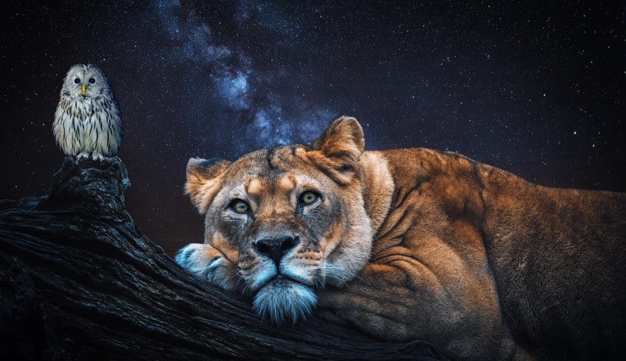 Milyen a OROSZLÁN jegyű gyermek az iskolában ha rosszalkodik