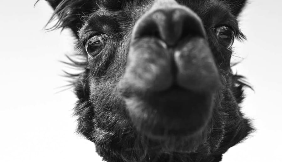 Október 4. – Az Állatok Világnapja