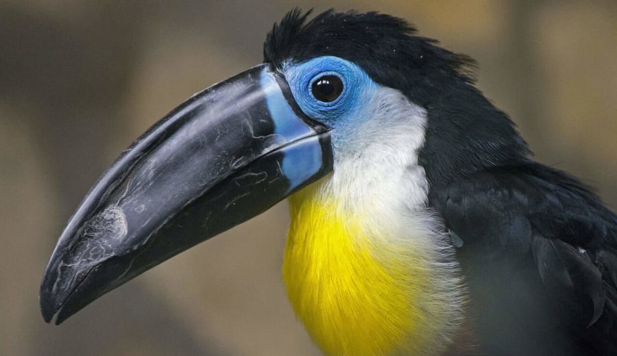 Tukán: Az Amazonas Színes Szárnyasai