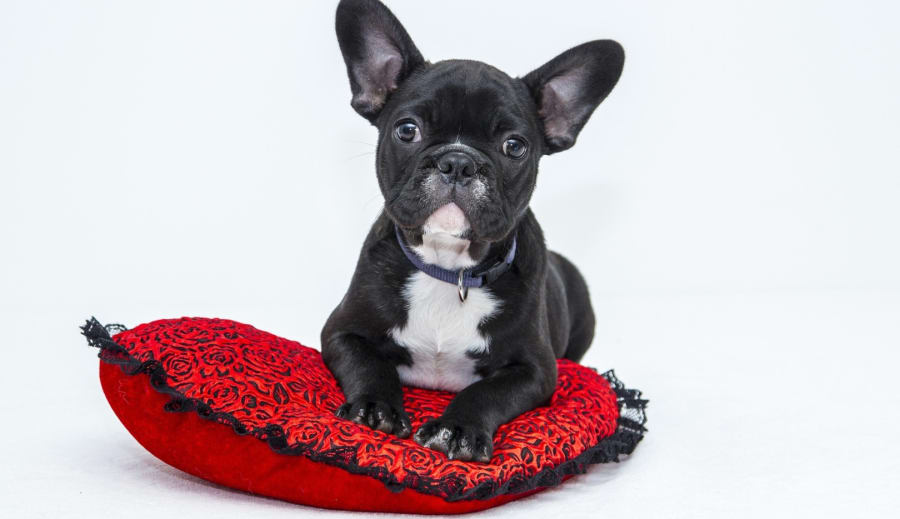 Kétdiplomás lányom kutyakozmetikus akar lenni