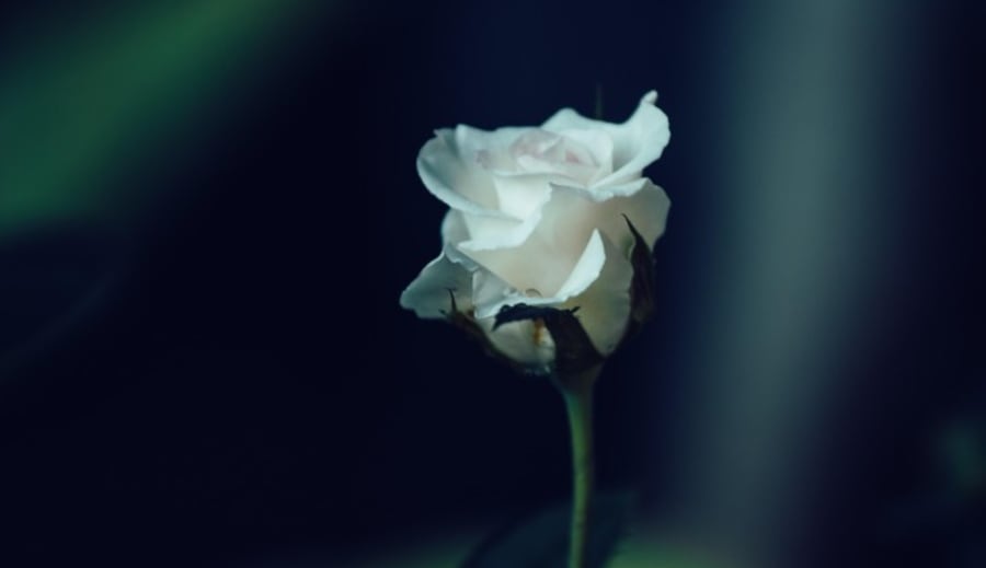 Den hvite rosen