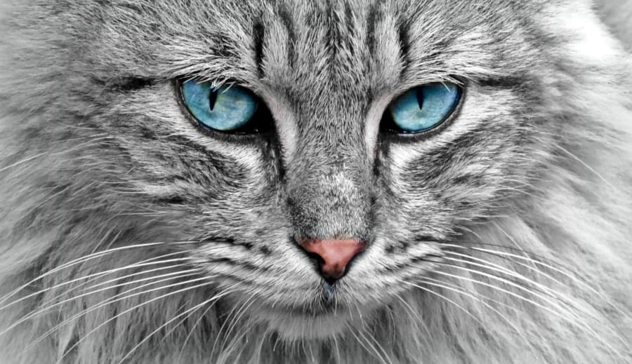 Katten og forbindelsen til den åndelige verden