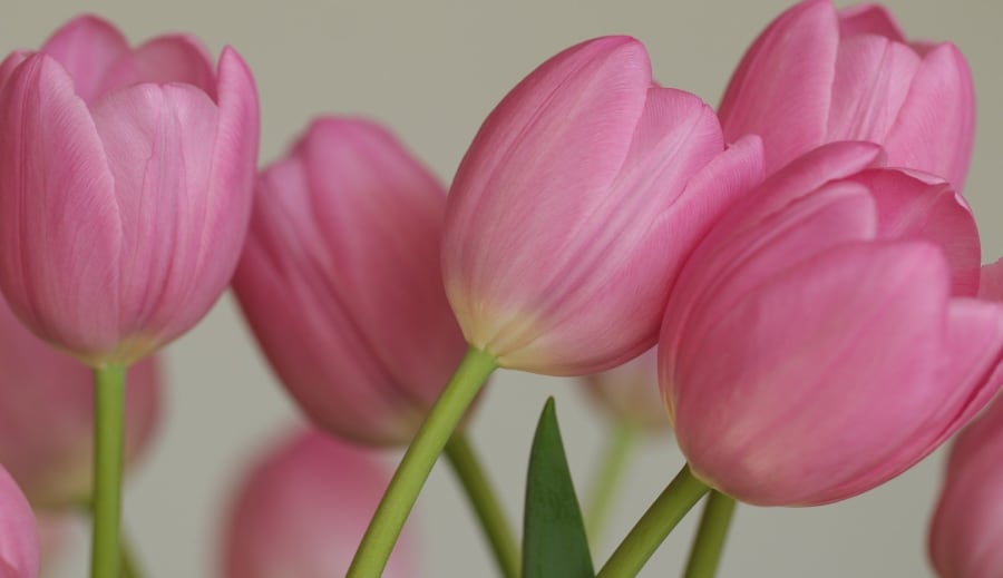 Alternatívna medzi tradíciou, prírodou a vedou