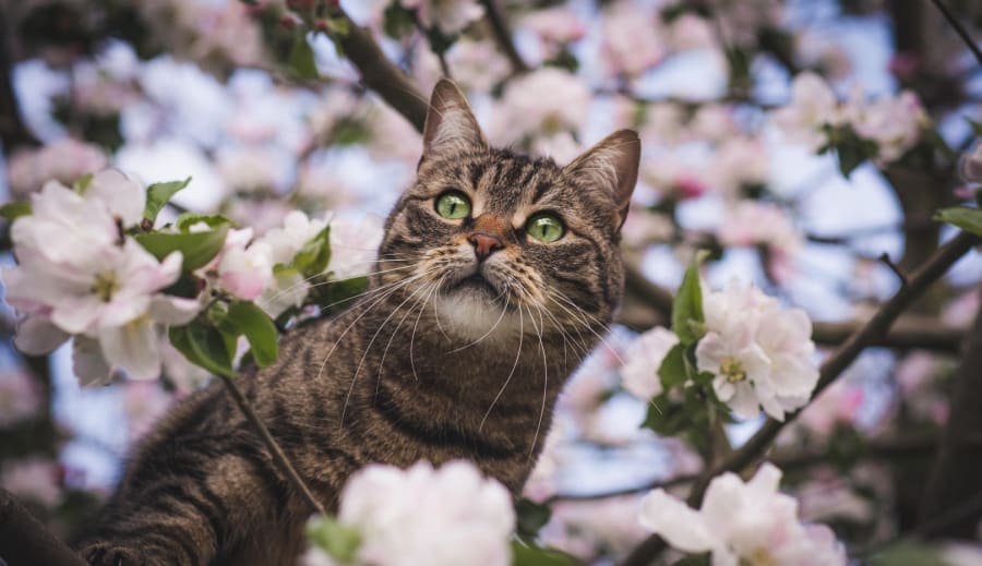 Medicína ako cesta k rovnováhe tela a duši.