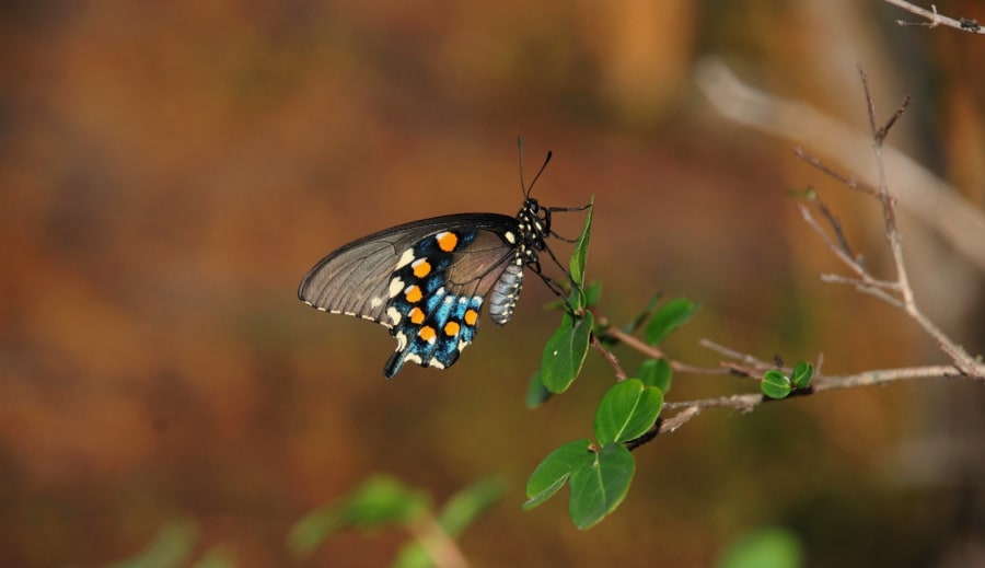 Ezoterika ako cesta k vnútornému poznaniu